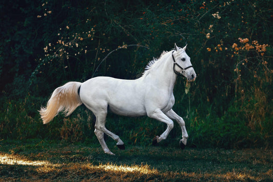 Horselux hestefoder til sunde heste