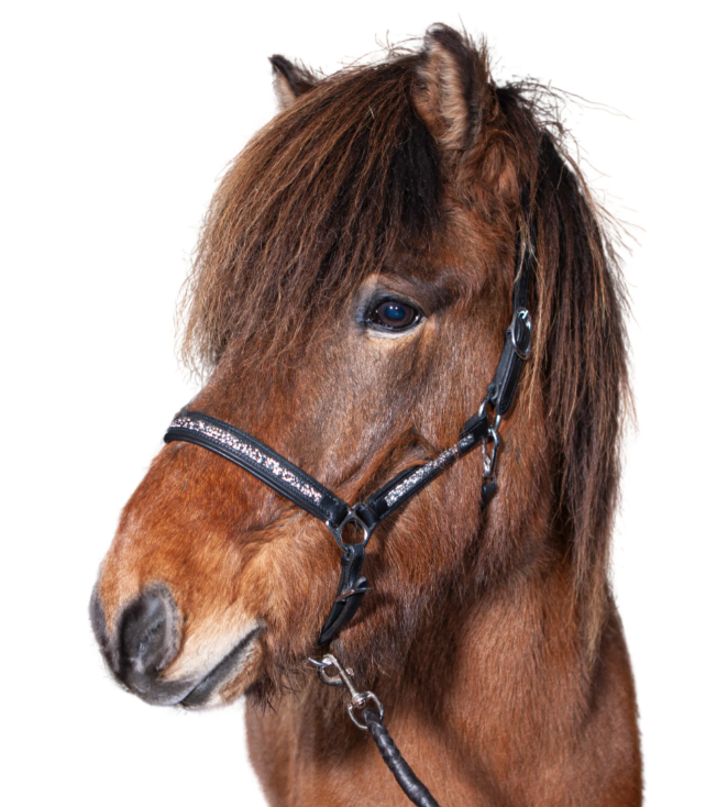 Hestegallery, Rockstone Grime