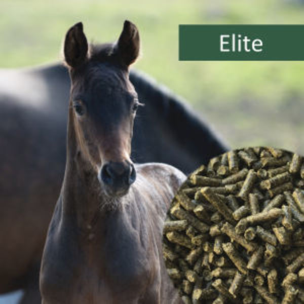 HorsePro Elite 20kg